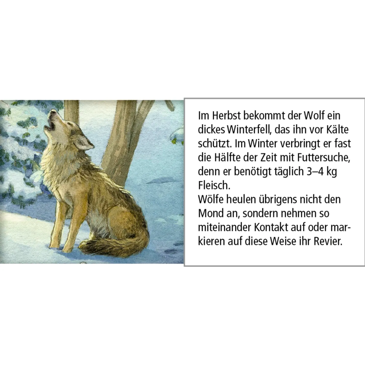 Adventskalender "Tiere Im Winterwald"